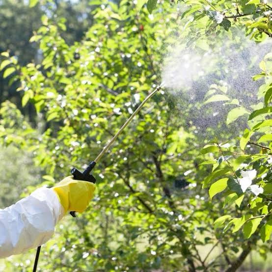 Trees Treatment